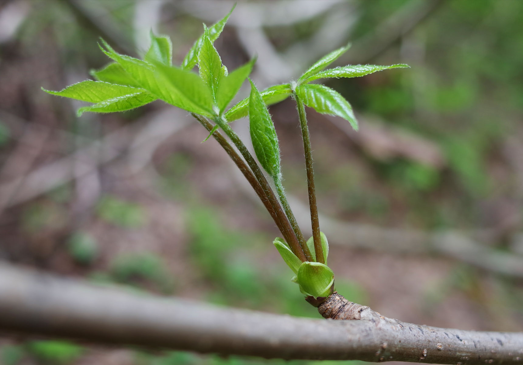 湯川荘付近の山菜:こしあぶら